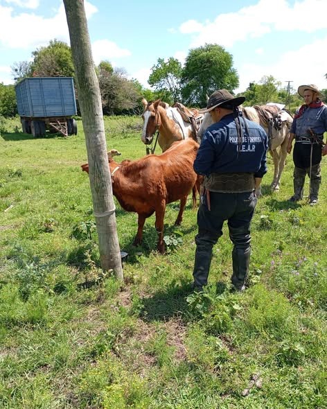 INTERIOR – KILÓMETRO 100: CINCO DETENIDOS EN UN OPERATIVO POR ABIGEATO CALIFICADO Y ASOCIACIÓN ILÍCITA