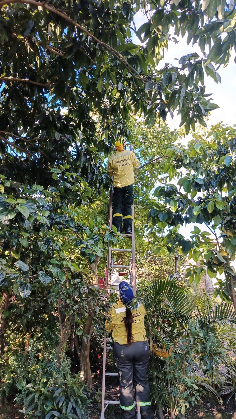 BUENA VISTA: BOMBEROS Y POLICÍAS RESCATARON A UN OSO MELERO QUE SE ENCONTRABA EN UN ÁRBOL DE GUAYABA